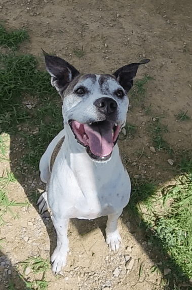 Tyson - Boxer