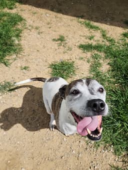 Tyson image 3