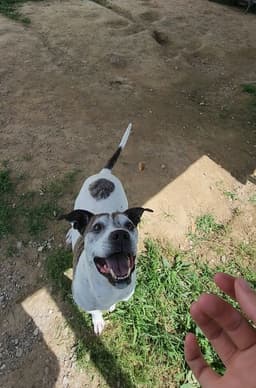 Tyson image 4