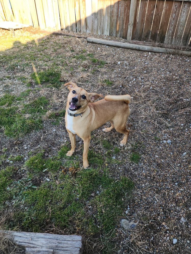 Orton - Terrier