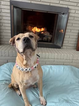 Frieda image 1