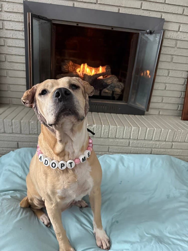 Frieda - Pit Bull Terrier