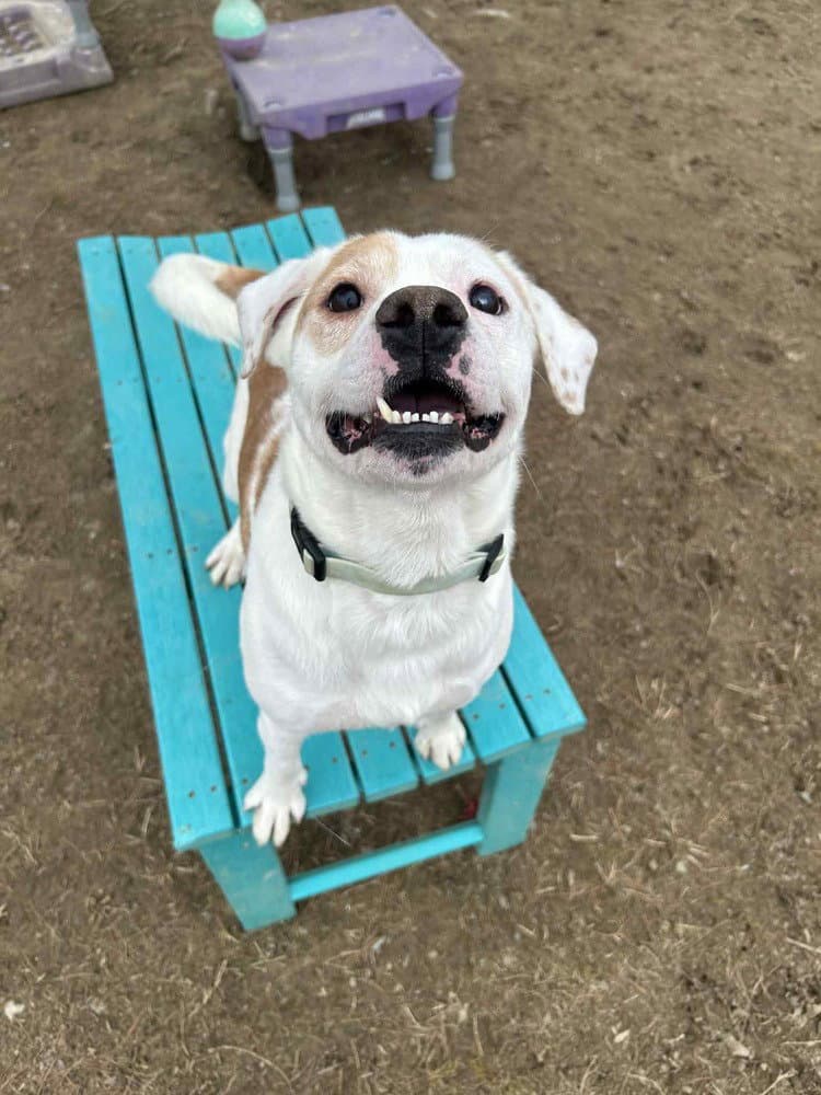 Tex - Beagle