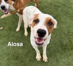 Alosa image 2