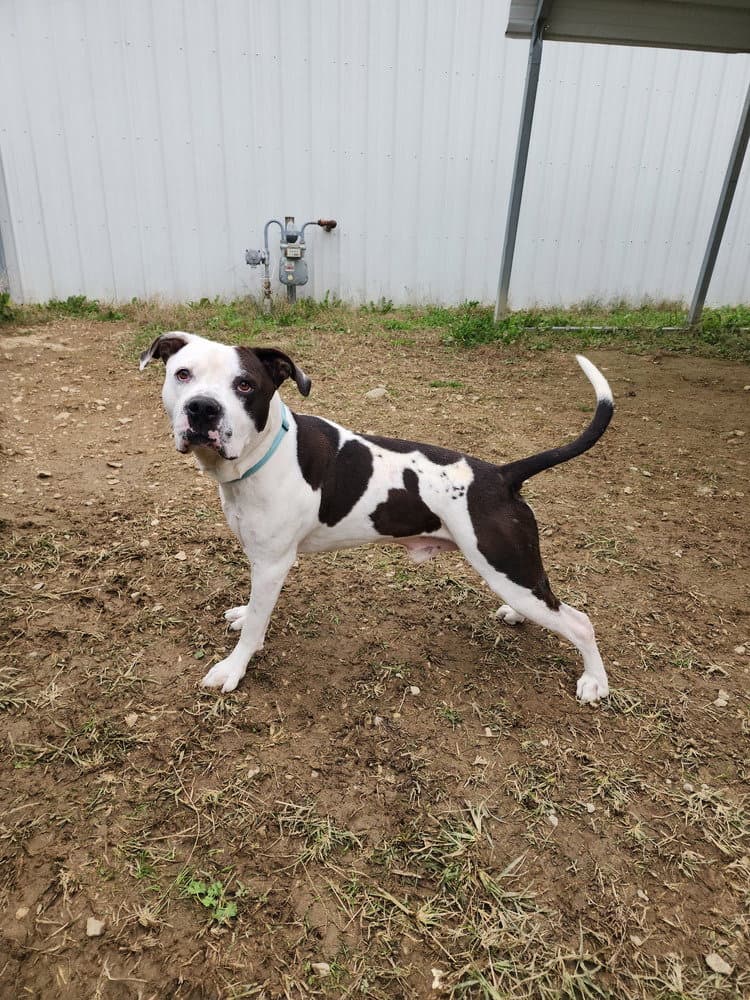 King Zeus - Pit Bull Terrier