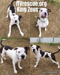 King Zeus image 2