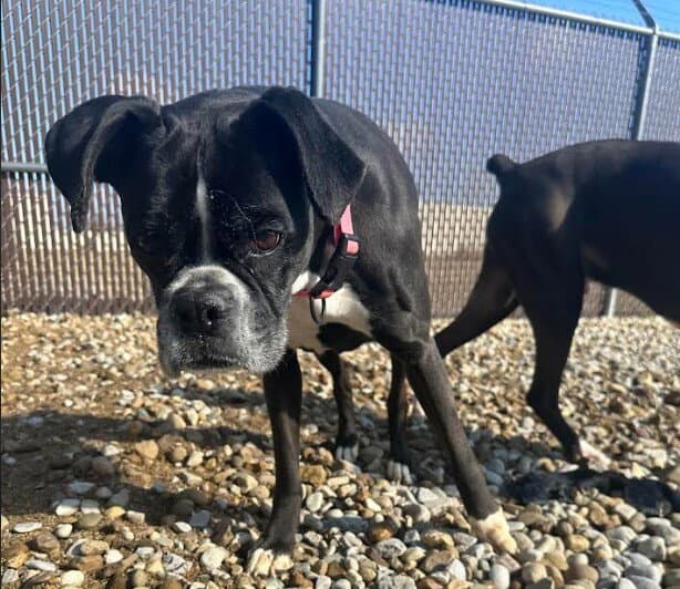 Bella Rose - Boxer