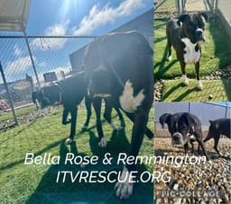 Bella Rose image 2