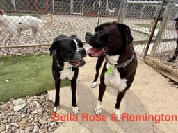 Bella Rose image 4