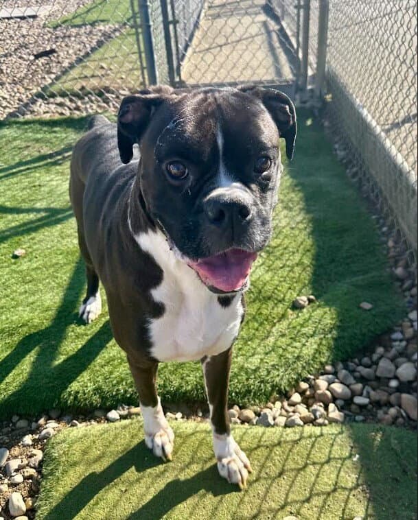 Remmington - Boxer