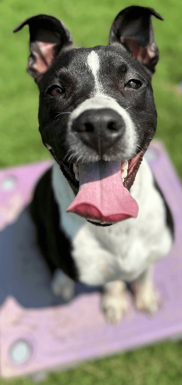 Bogee - Pit Bull Terrier