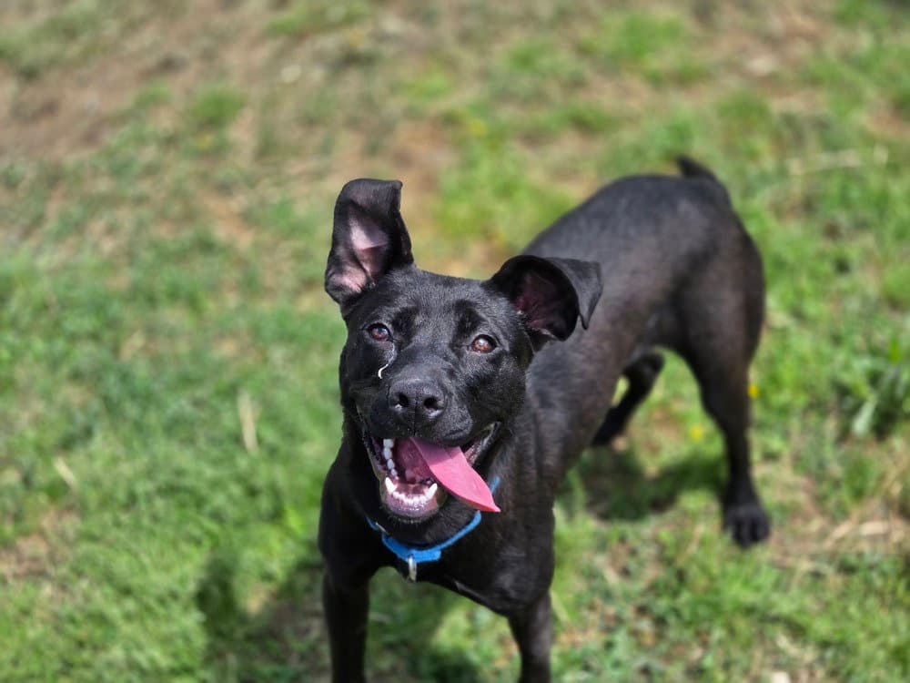 Morticia - Terrier