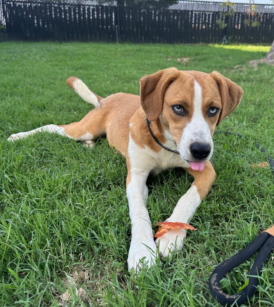 Hazie - Hound