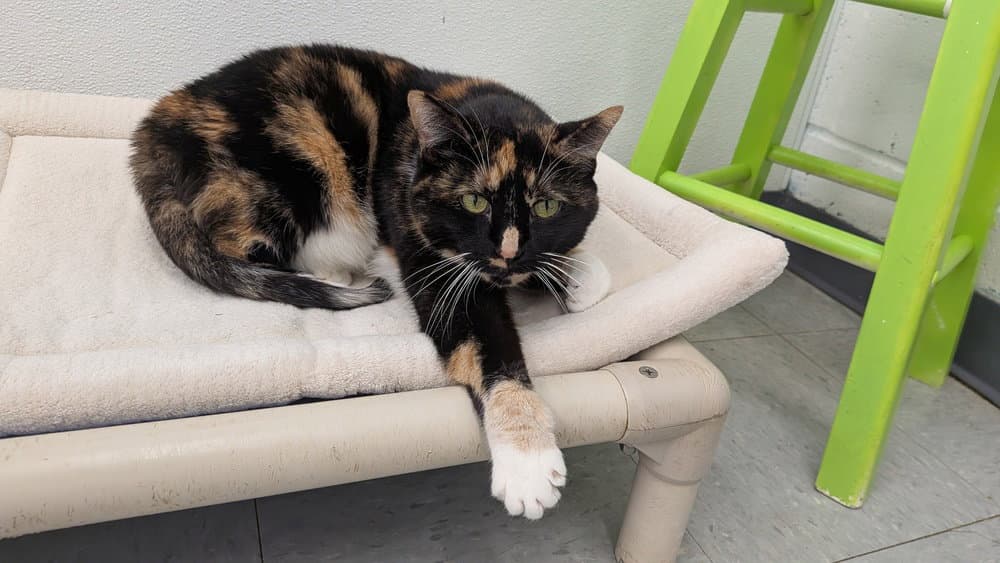 Cookie - Domestic Short Hair