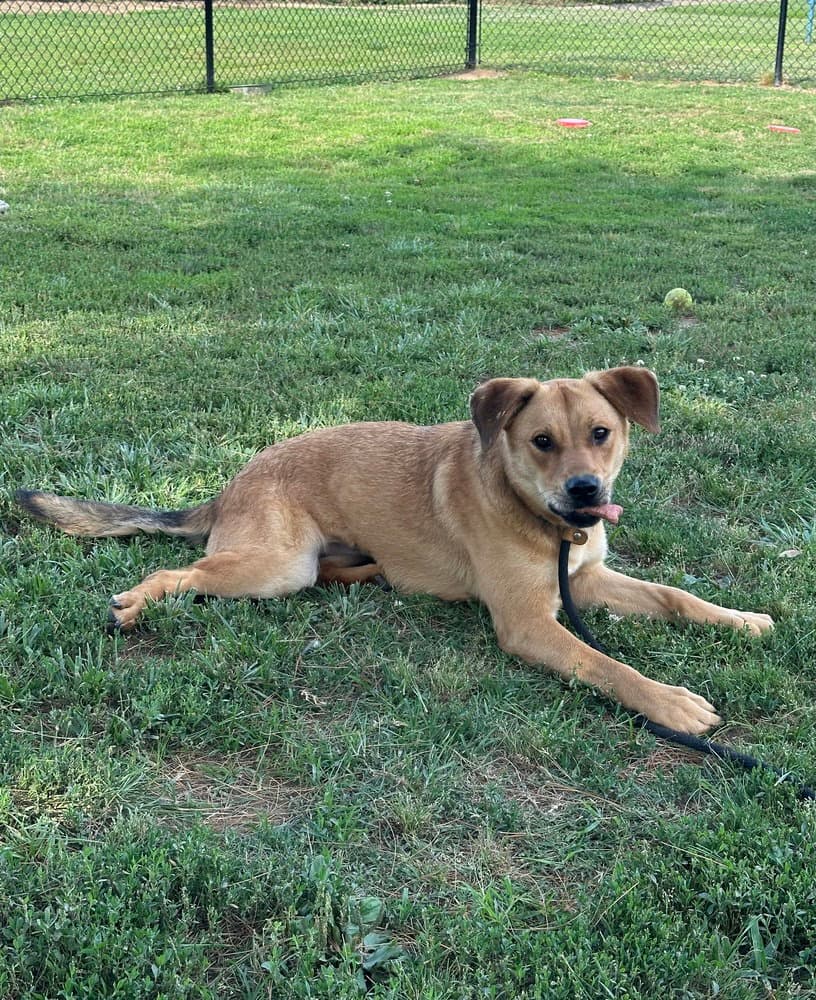 Zellie - Labrador Retriever