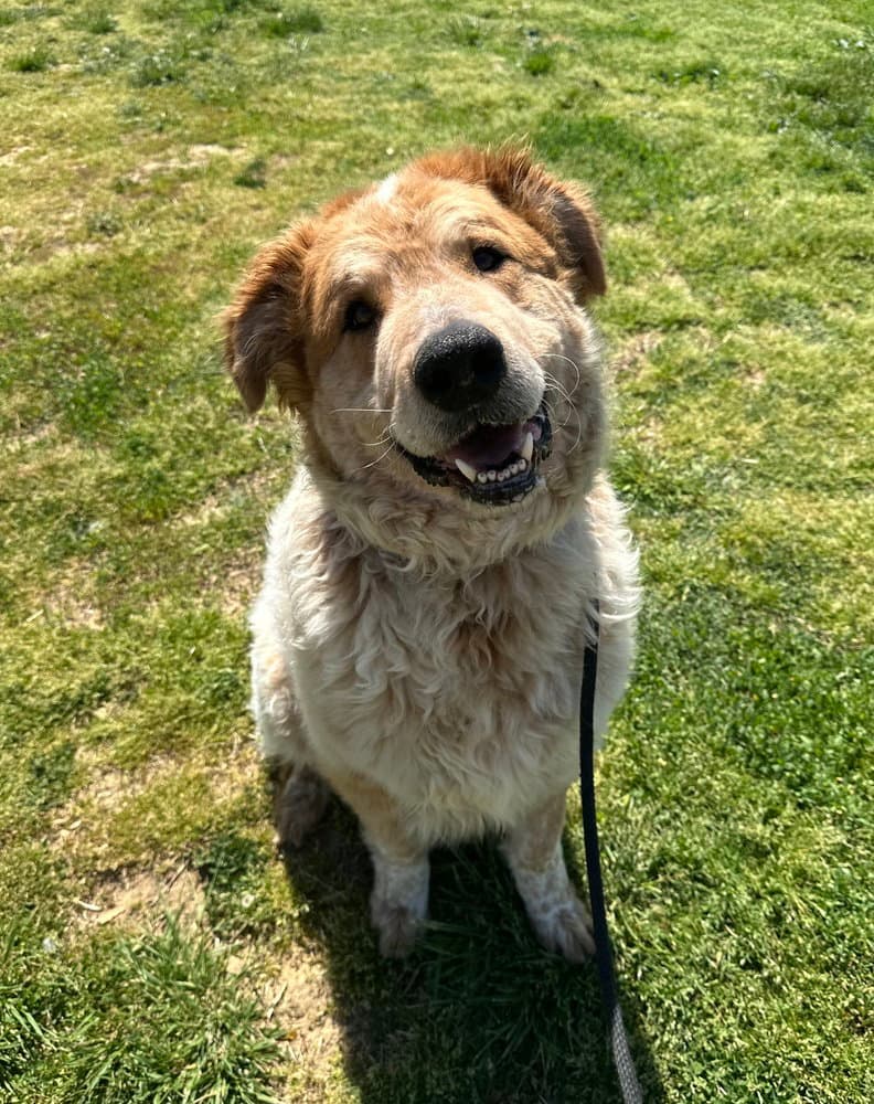 Blooper - Great Pyrenees