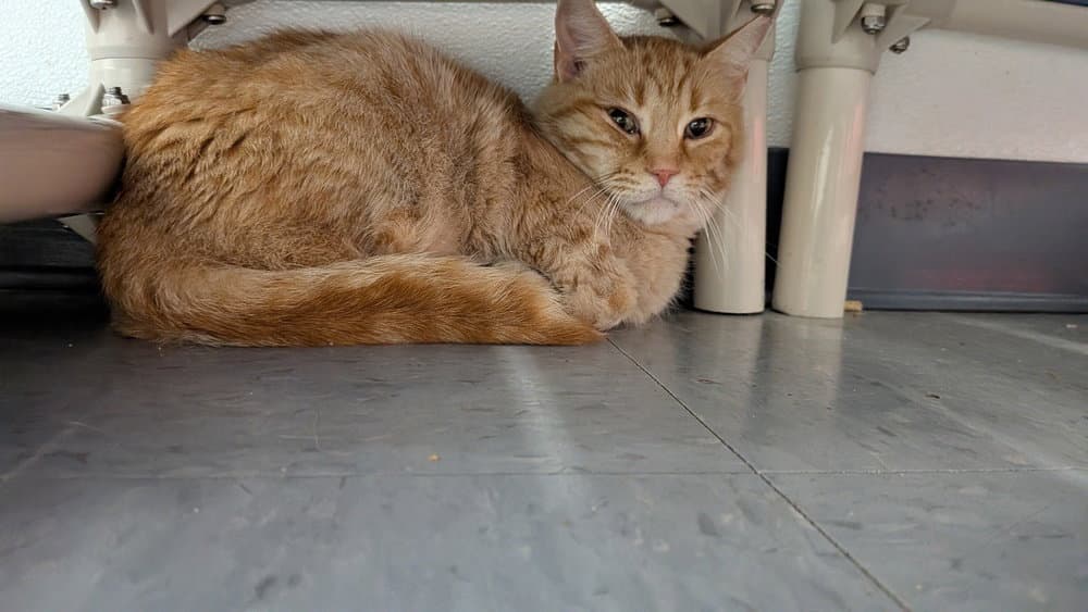 Macys - Domestic Short Hair