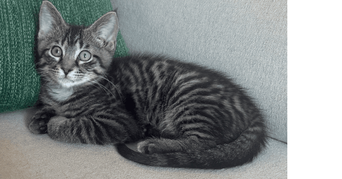 Arthur - Domestic Short Hair