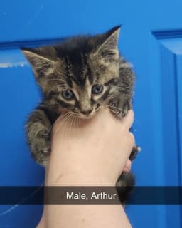Arthur image 3