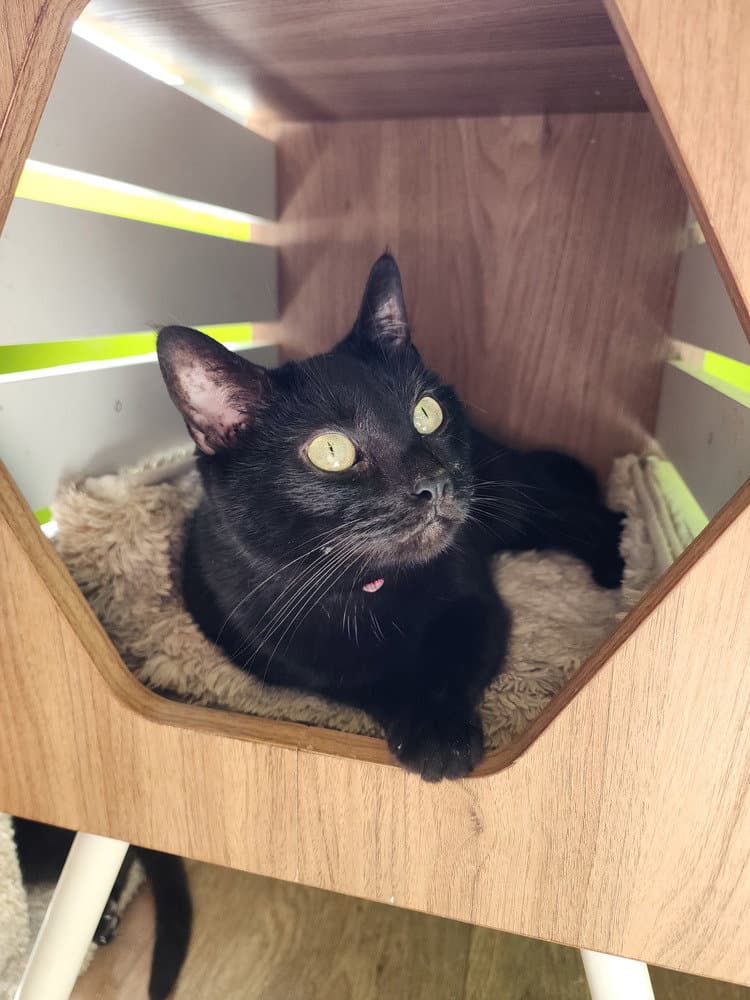 Kitty Softpaws - Domestic Short Hair