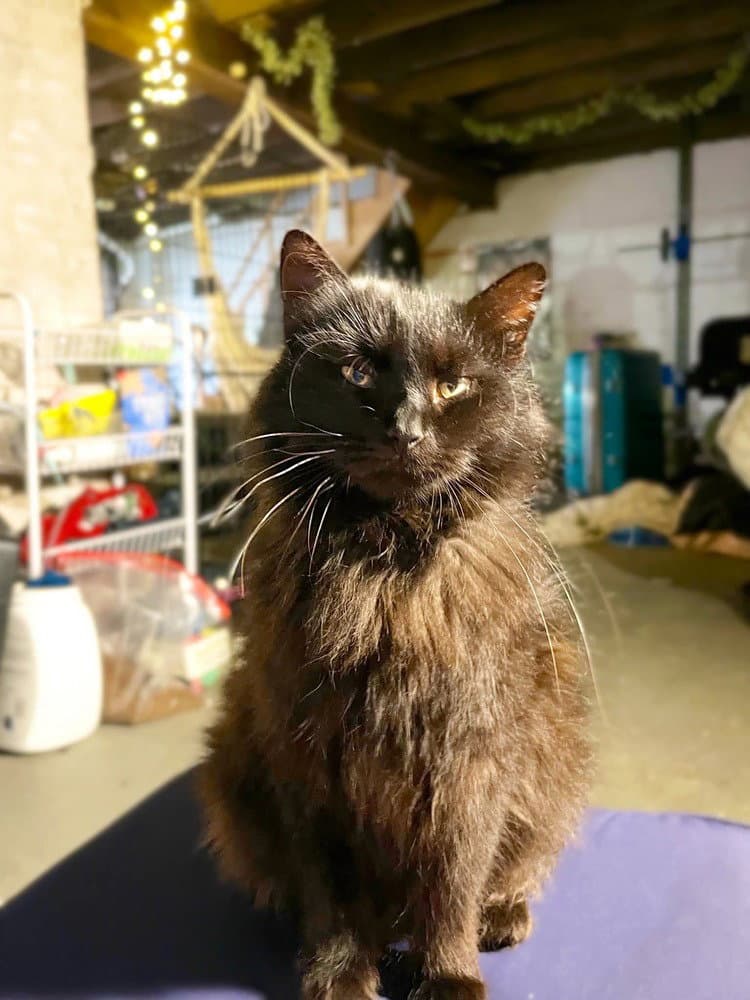 Berries - Domestic Medium Hair