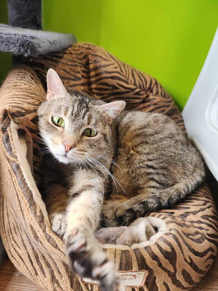 Kendra - Domestic Short Hair