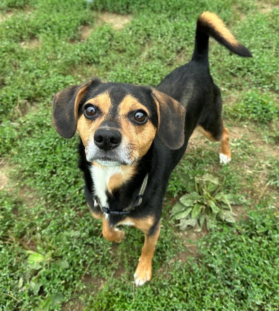 Ringo - Beagle
