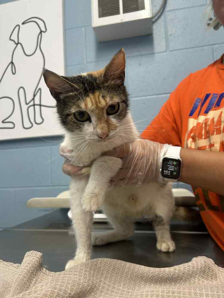 Lenora - Domestic Short Hair