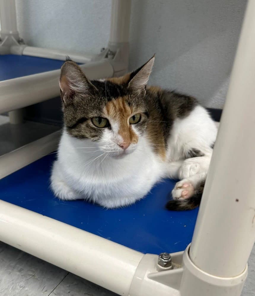 Lenora - Domestic Short Hair
