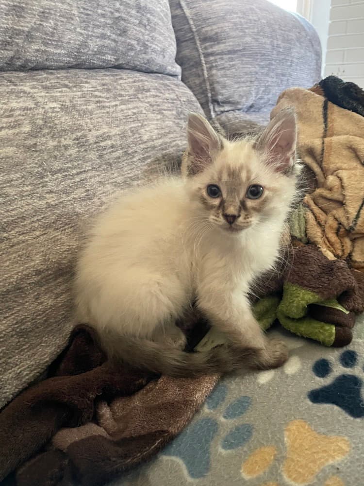 Carnage - Domestic Medium Hair