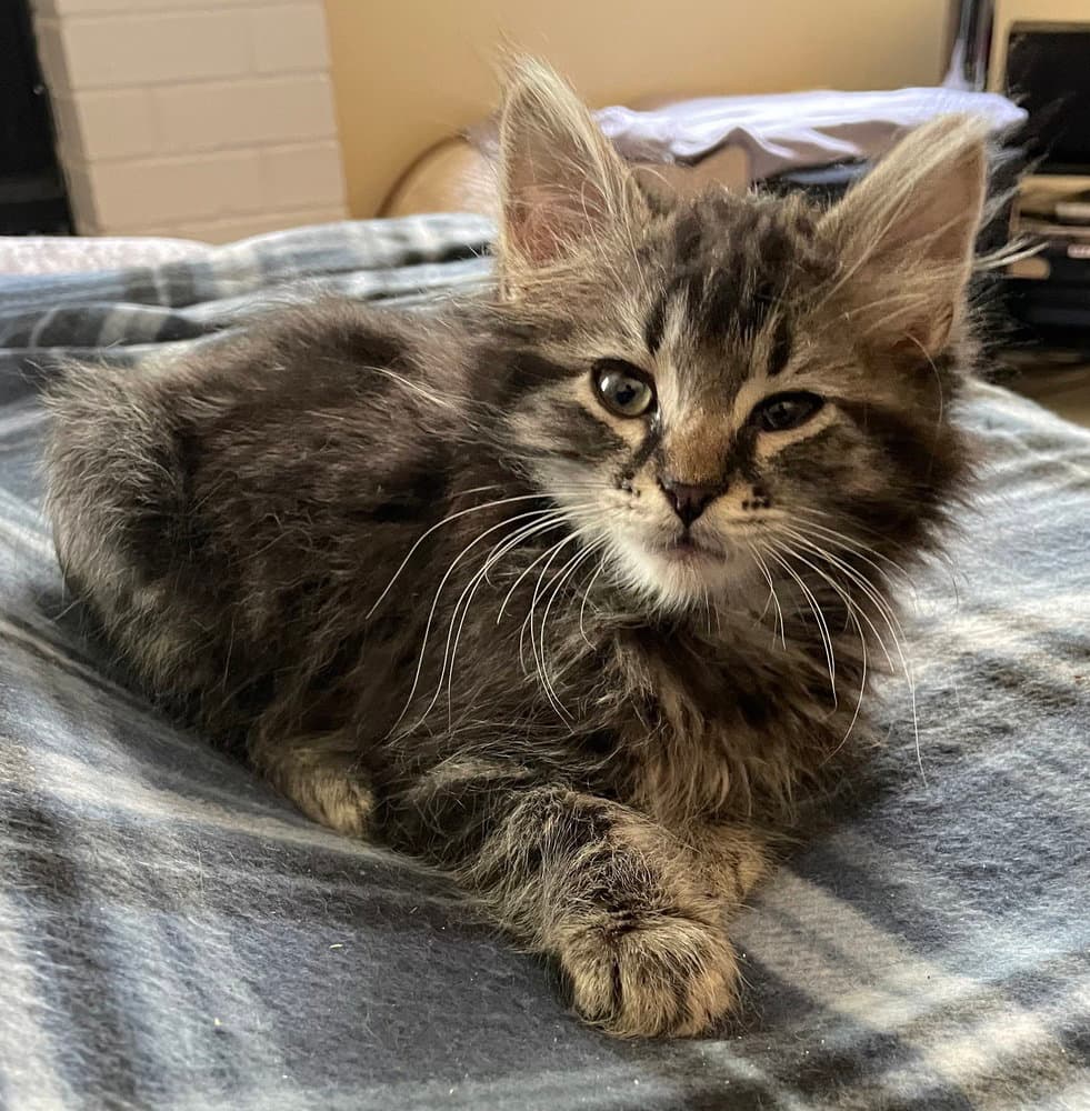 Milord Of Chaos - Domestic Medium Hair
