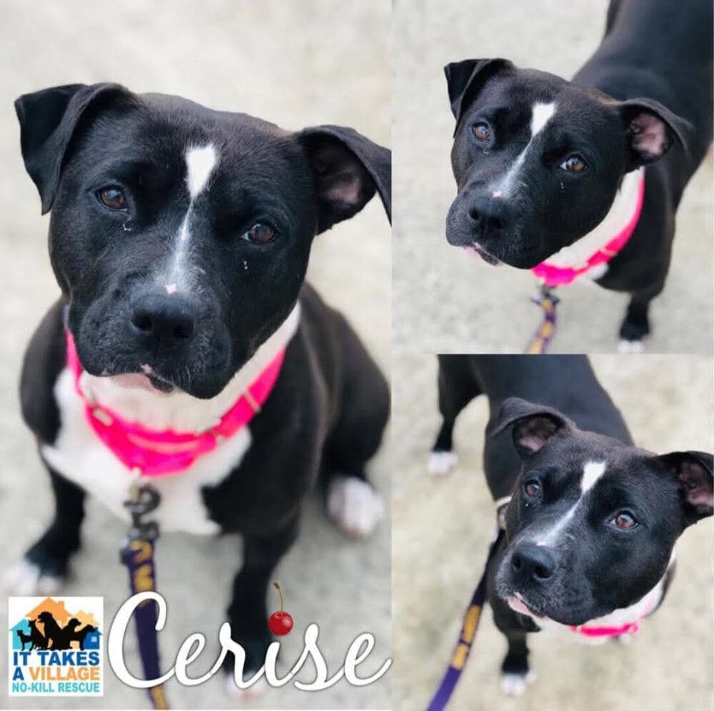 Cerise - Pit Bull Terrier