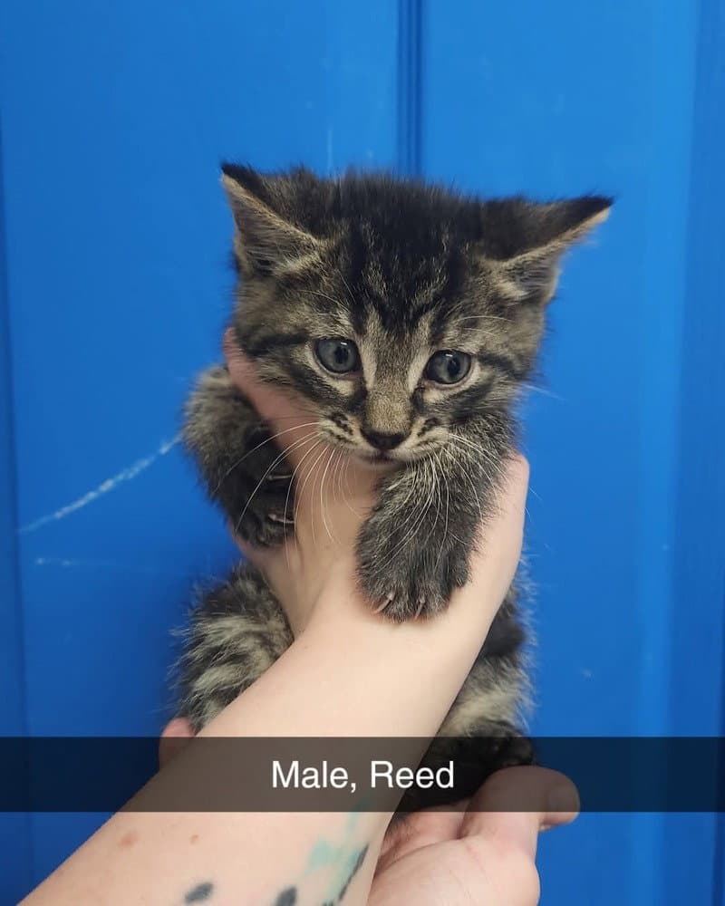 Reed - Domestic Short Hair
