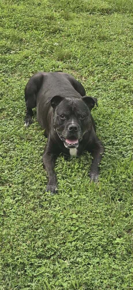 Ricky - Boxer