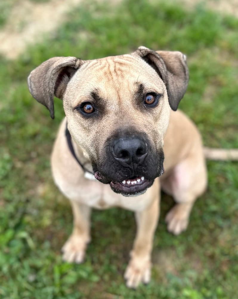 Thor - Boxer