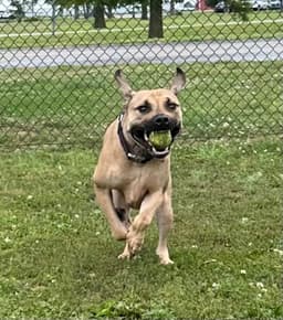 Thor image 3