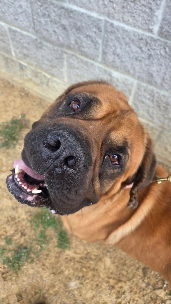 Jabba - Cane Corso Mastiff