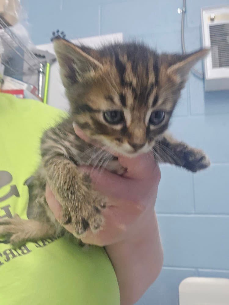 Crane - Domestic Short Hair