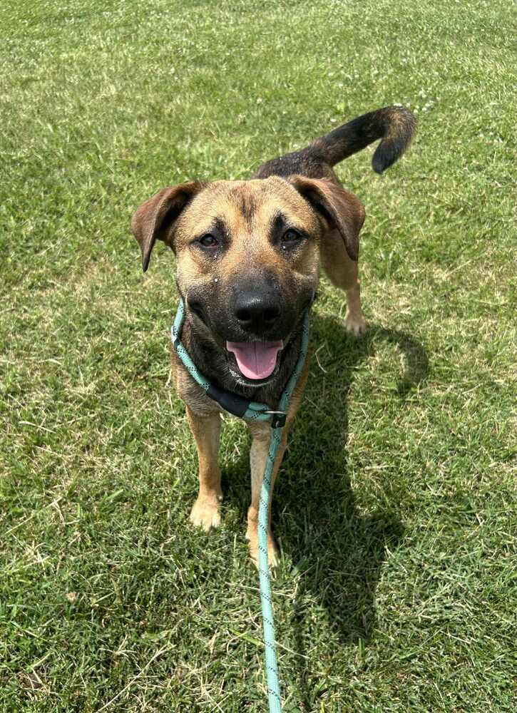 Avery - Labrador Retriever