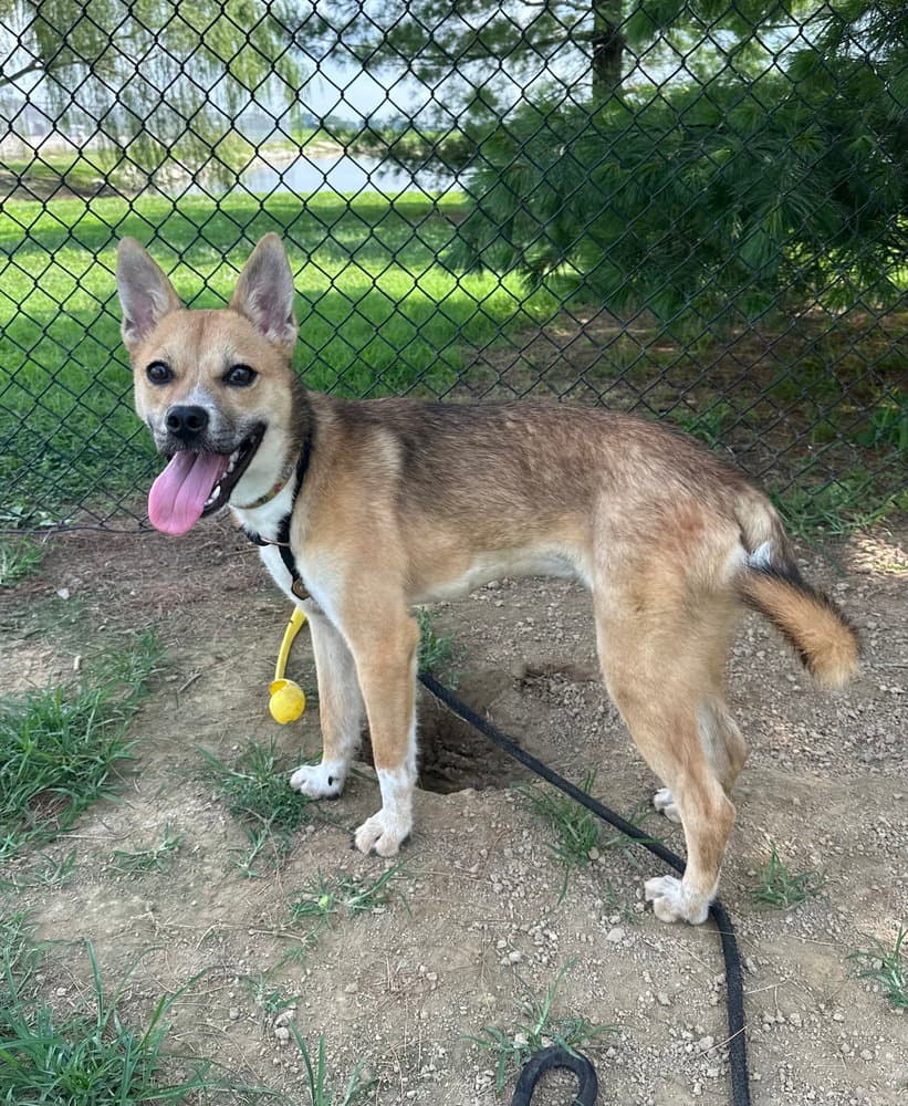 Noodle - Shepherd
