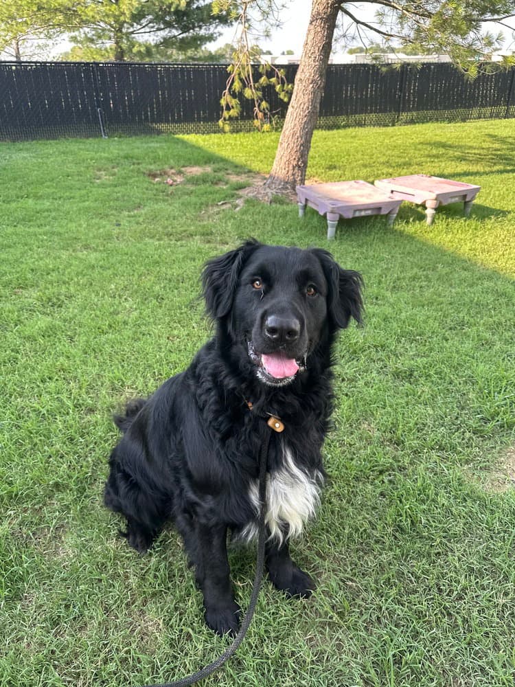 Baloo - Retriever