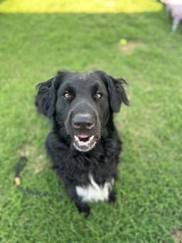 Baloo image 2