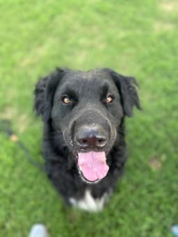 Baloo image 4