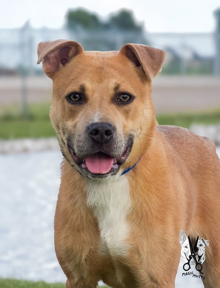 Titan - Pit Bull Terrier