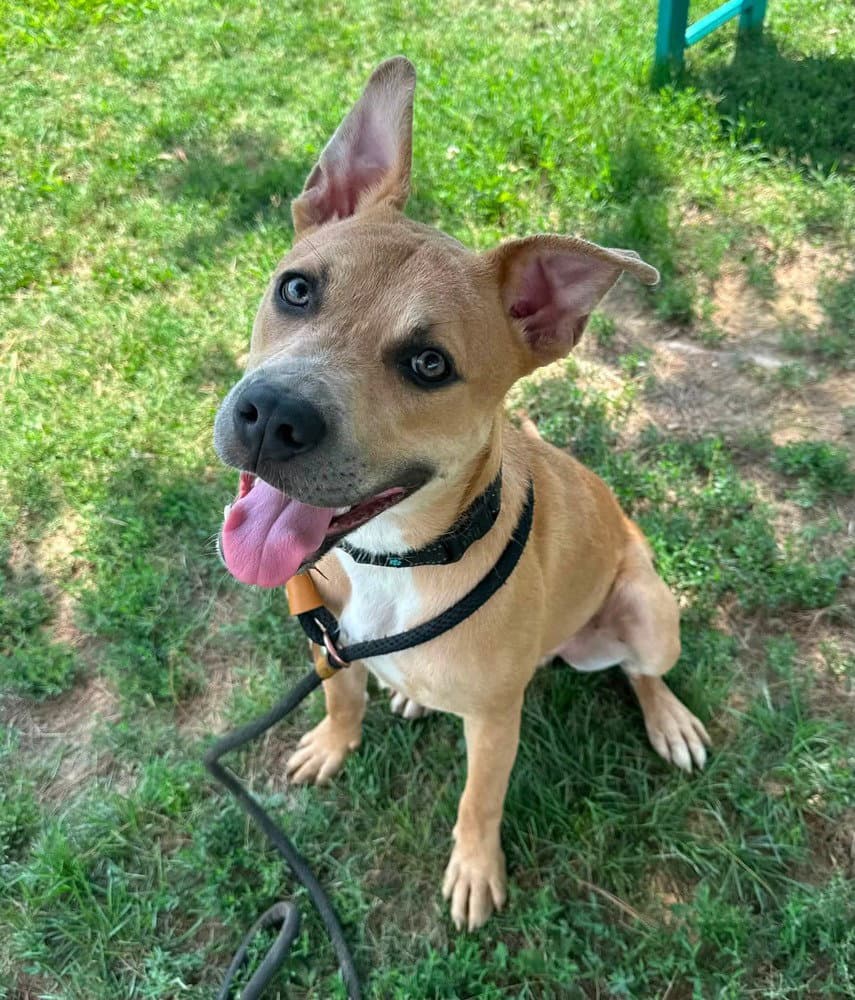 Titan - Pit Bull Terrier