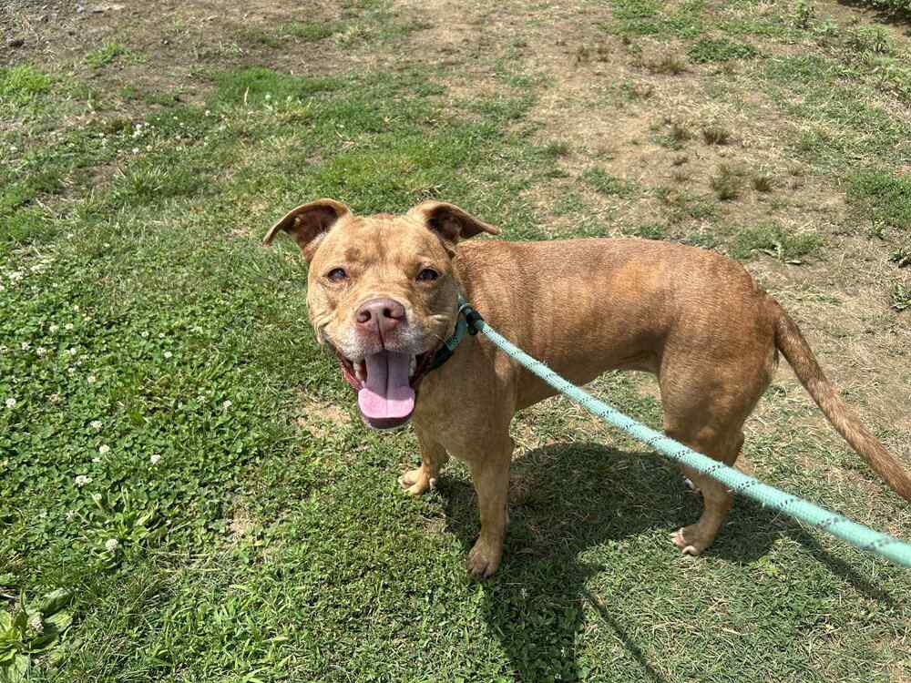 Sonny - Pit Bull Terrier