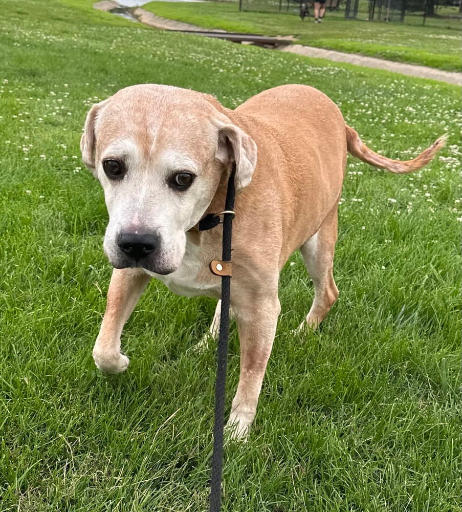 Spike - Labrador Retriever