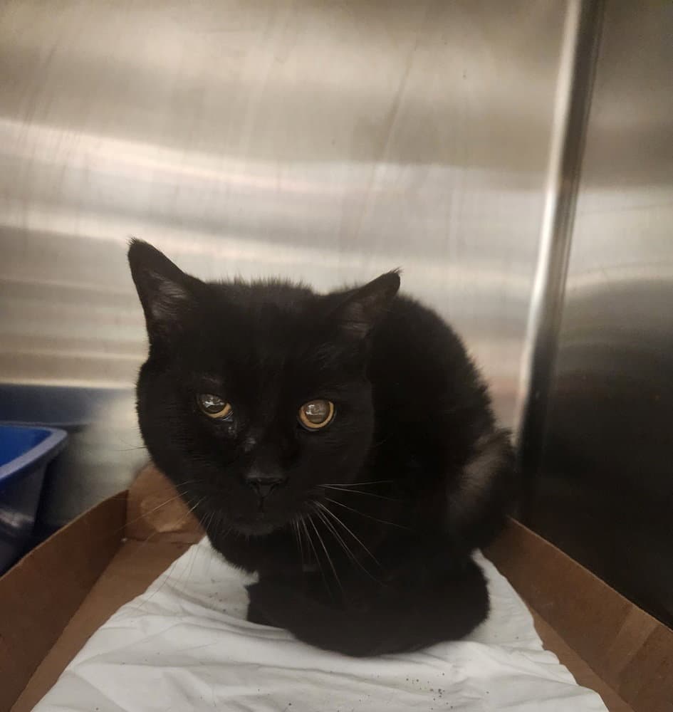 Wanda - Domestic Short Hair