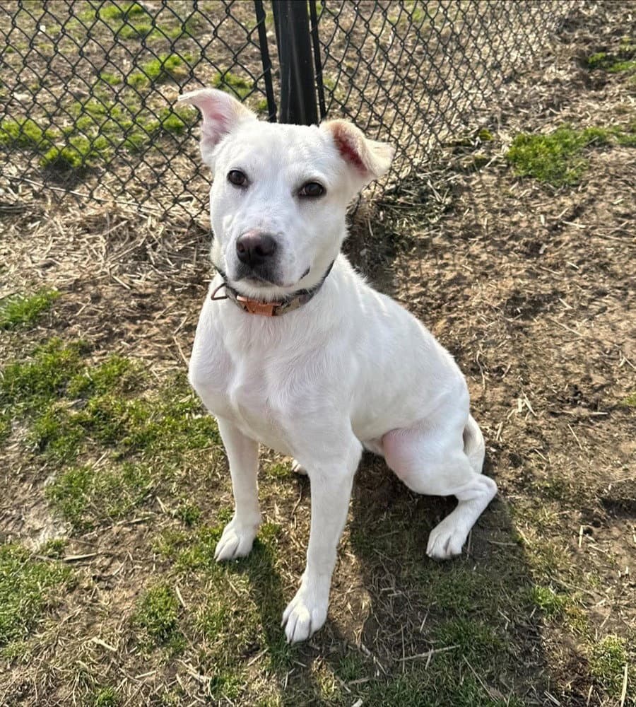 Blanca - Cattle Dog