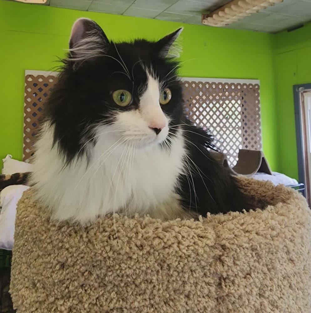 Yzma - Domestic Long Hair